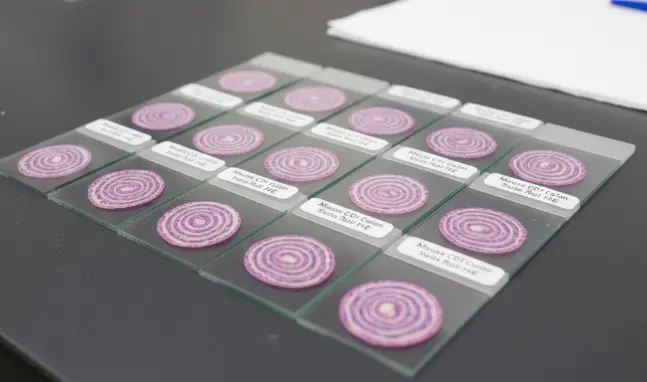 Mouse CD1 colon Swiss roll paraffin sections